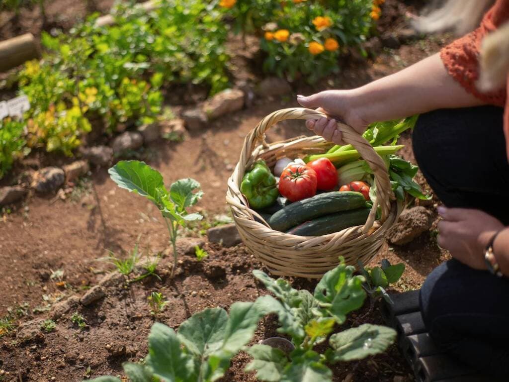 Quando piantare l’orto? La tradizione varesina dice a San Vittore