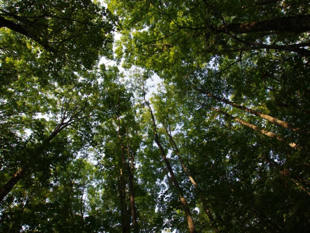 5 curiosità sugli alberi che probabilmente non conosci