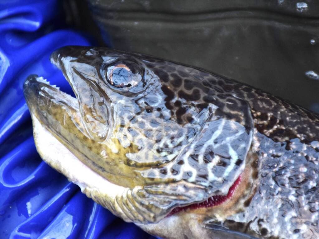 Al gelo e coi piedi nell’acqua, il sacrificio dei volontari di Maccagno per salvare la trota marmorata, regina del lago